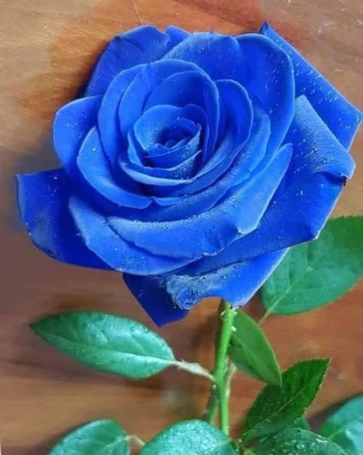 Thai Blue Rose Blomsterfrø til udplantning - 100 stk