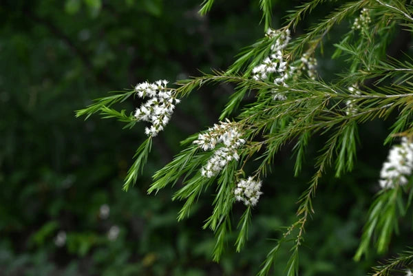 Friske Alternifolia blomsterfrø til plantning - 100 stk