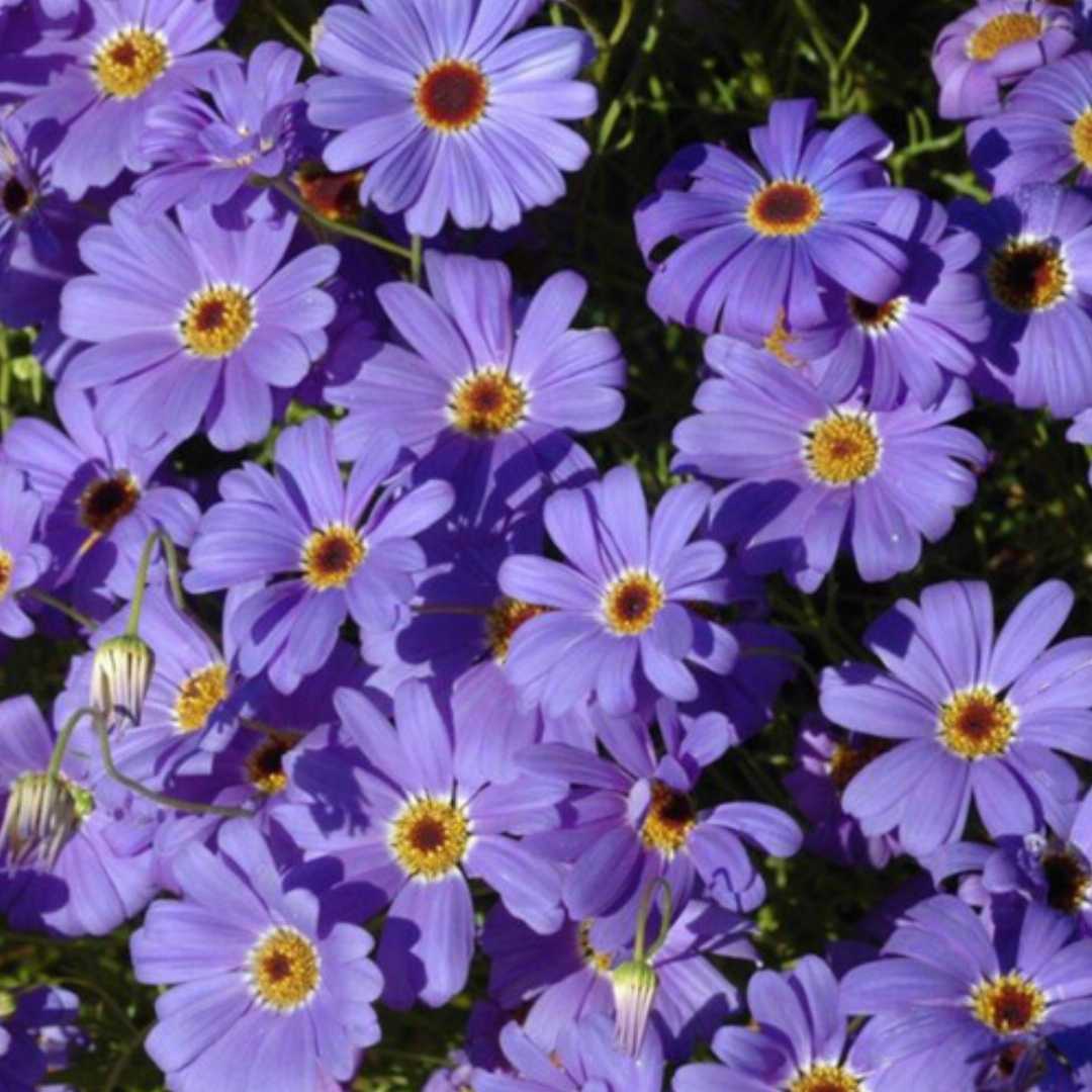 Purple Flower Pot Plant Seeds for Planting - 100 pcs