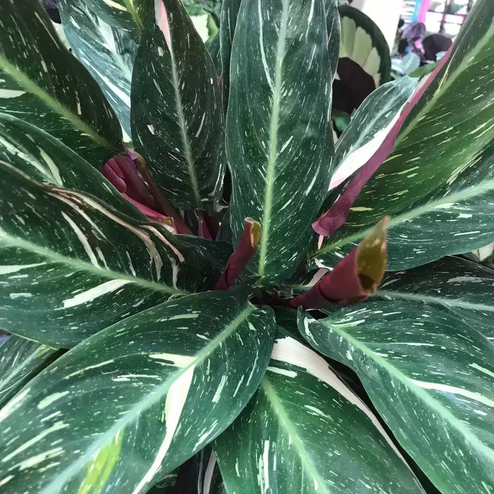 Calathea Magicstar Plant Seeds for Planting, Heirloom, Non-GMO Seeds