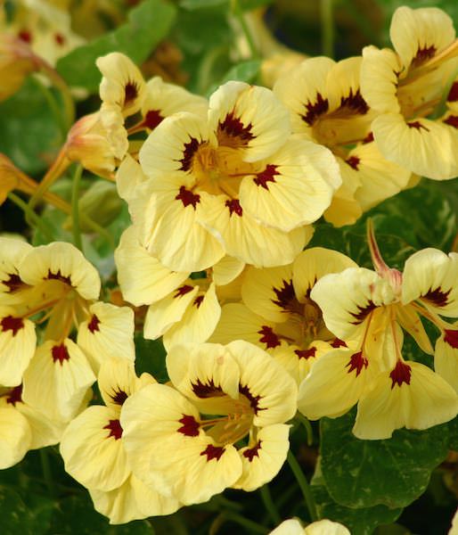 Cream Pink Nasturtium Flower Seeds for Planting - 100 pcs