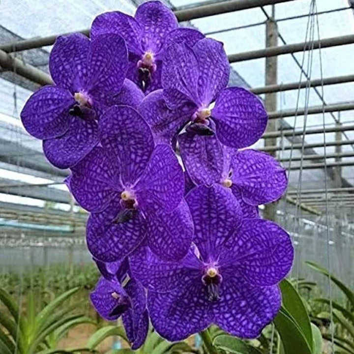 Violet Vanda Orchid Blomsterfrø til udplantning - 100 stk