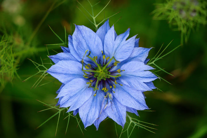 Blå Nigella Jekyll blomsterfrø til udplantning - 100 stk