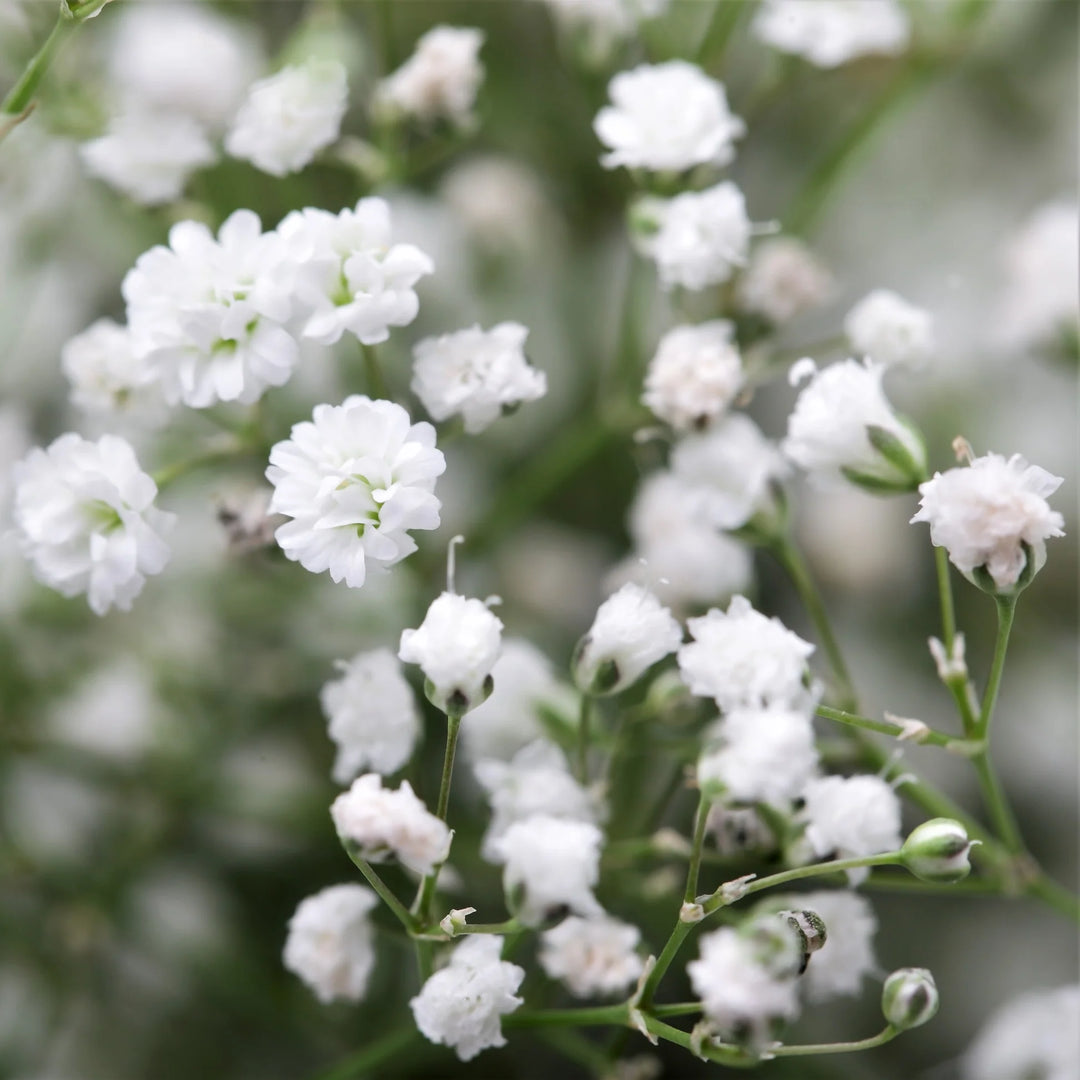 Gypsophila Paniculata Blomsterfrø til udplantning, 100 stk