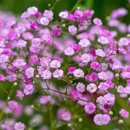 Pink Gypsophila blomsterfrø til udplantning, 100 stk