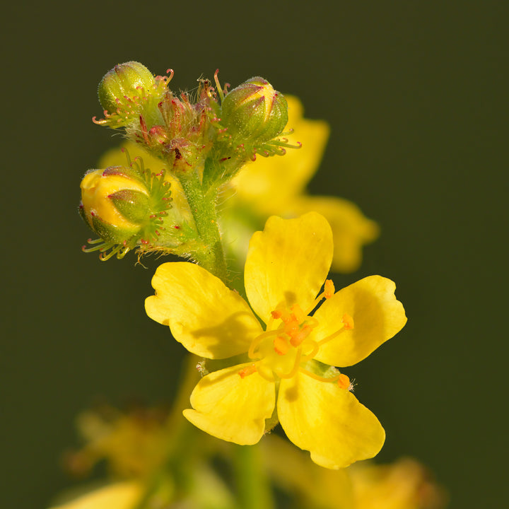 Agrimony blomsterfrø til plantning, arvestykke, ikke-GMO, 100 stk.