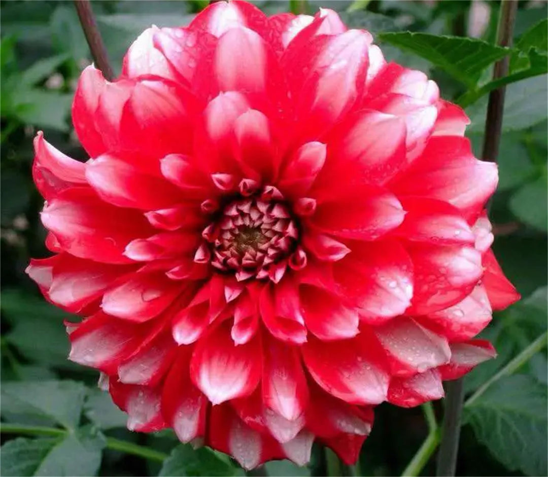 red white flower seeds