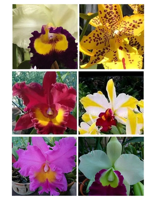 Blandede Cattleya blomsterfrø til udplantning, 100 stk