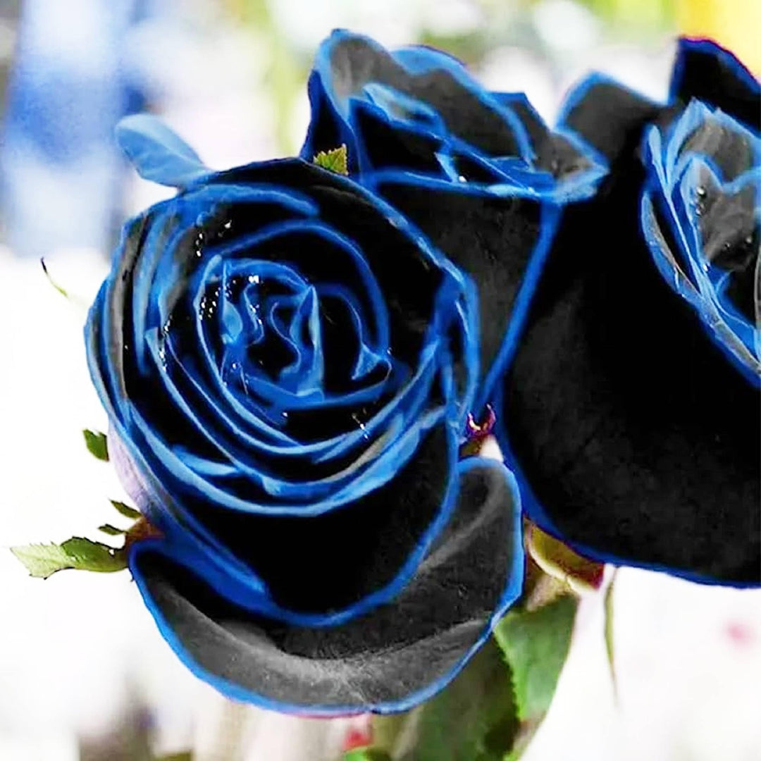 growing black roses from seed Purple Black Supreme Rose Plant Seeds for Planting Non-GMO Heirloom Garden Seeds for Growing – Beautiful Blooms, Flower Seeds – Neeraseeds