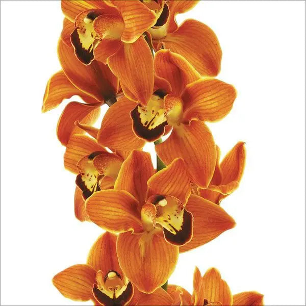 Heirloom Non-GMO Brown Dendrobium Flower Seeds for Exotic Garden Decor and Indoor Planting