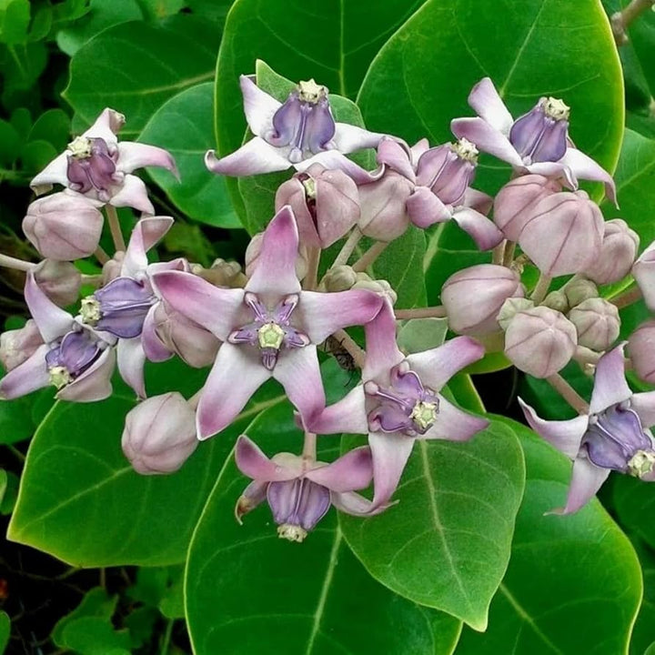 Heirloom Calotropis Gigantea Flower Seeds, Non-GMO Giant Milkweed Blooms for Butterfly Garden Planting