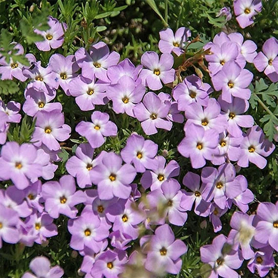 Lavender Linanthus Flower Seeds for Planting 100 pcs