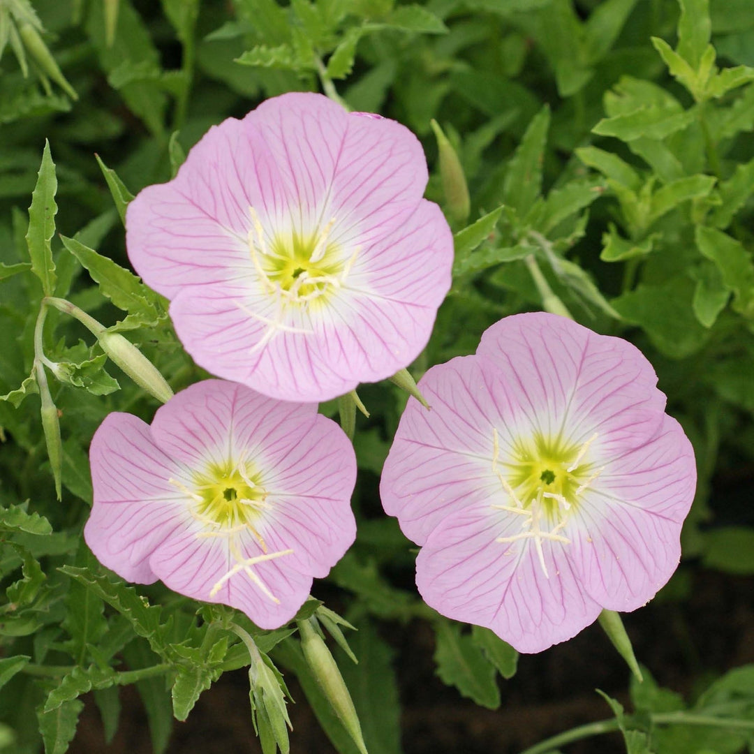 pink light flower seeds