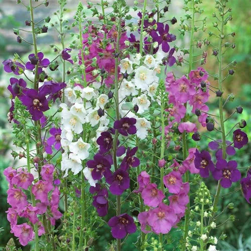 heirloom oxtail flower seeds