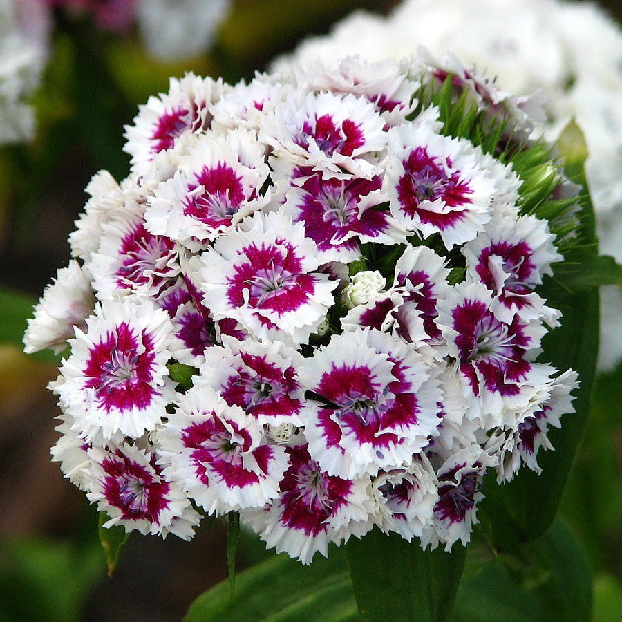 white violet flower seeds