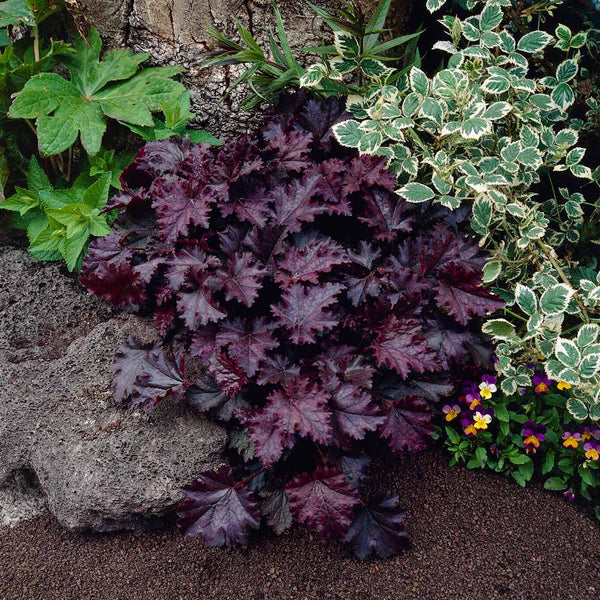 purple coral flower seeds