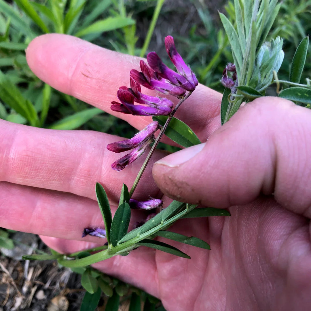 purple vetch flower seeds