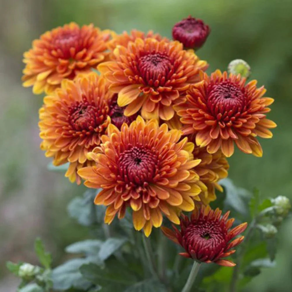 orange red flower seeds