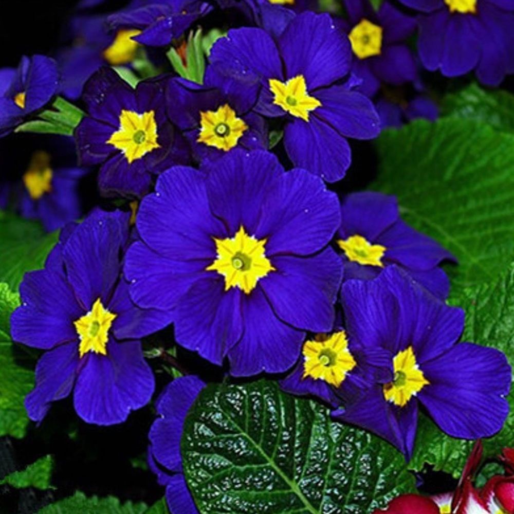 heirloom non flower seeds