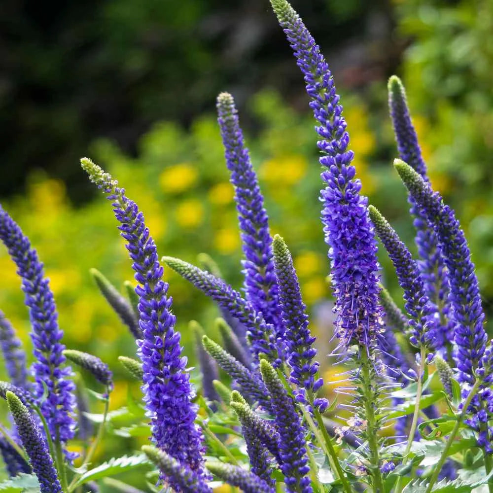 blue organic flower seeds