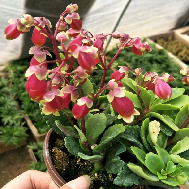 heirloom kalanchoe flower seeds