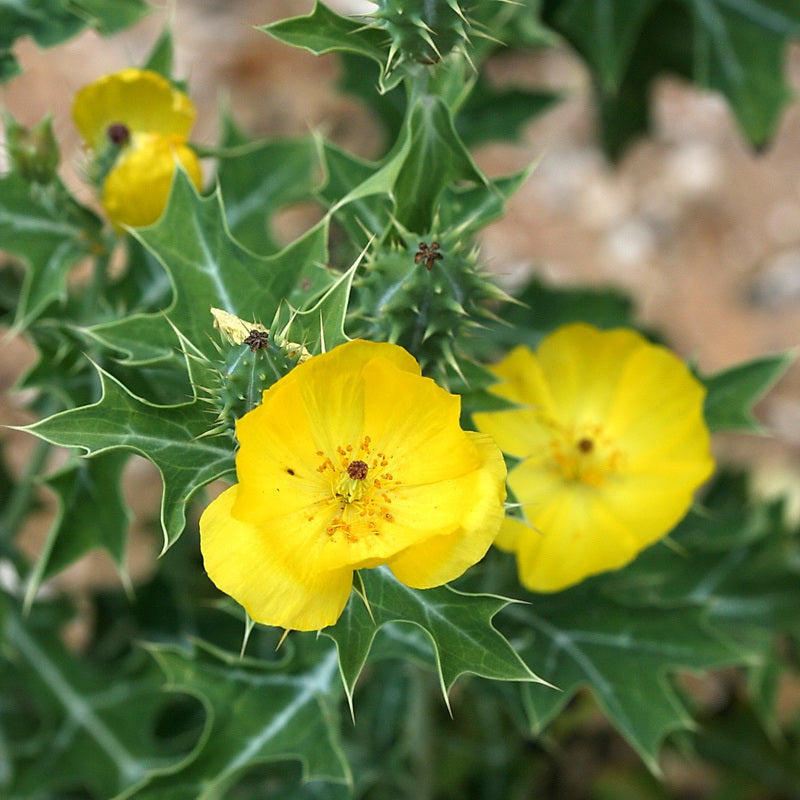 heirloom non flower seeds