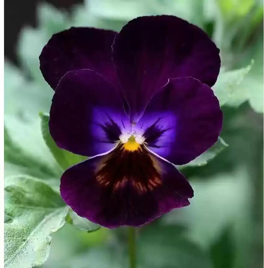 violet pansy flower seeds