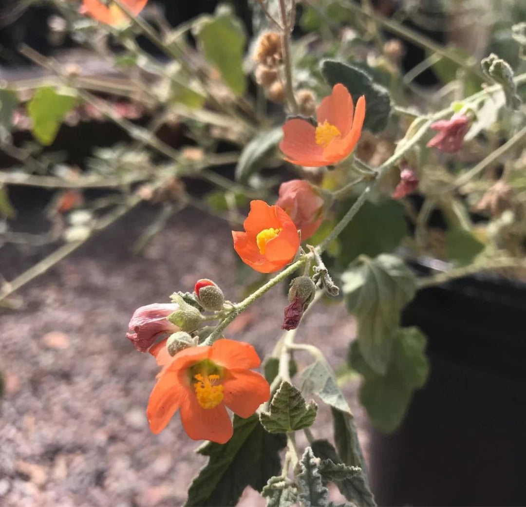 heirloom globemallow flower seeds