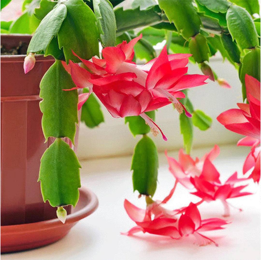 zygocactus flower flower seeds