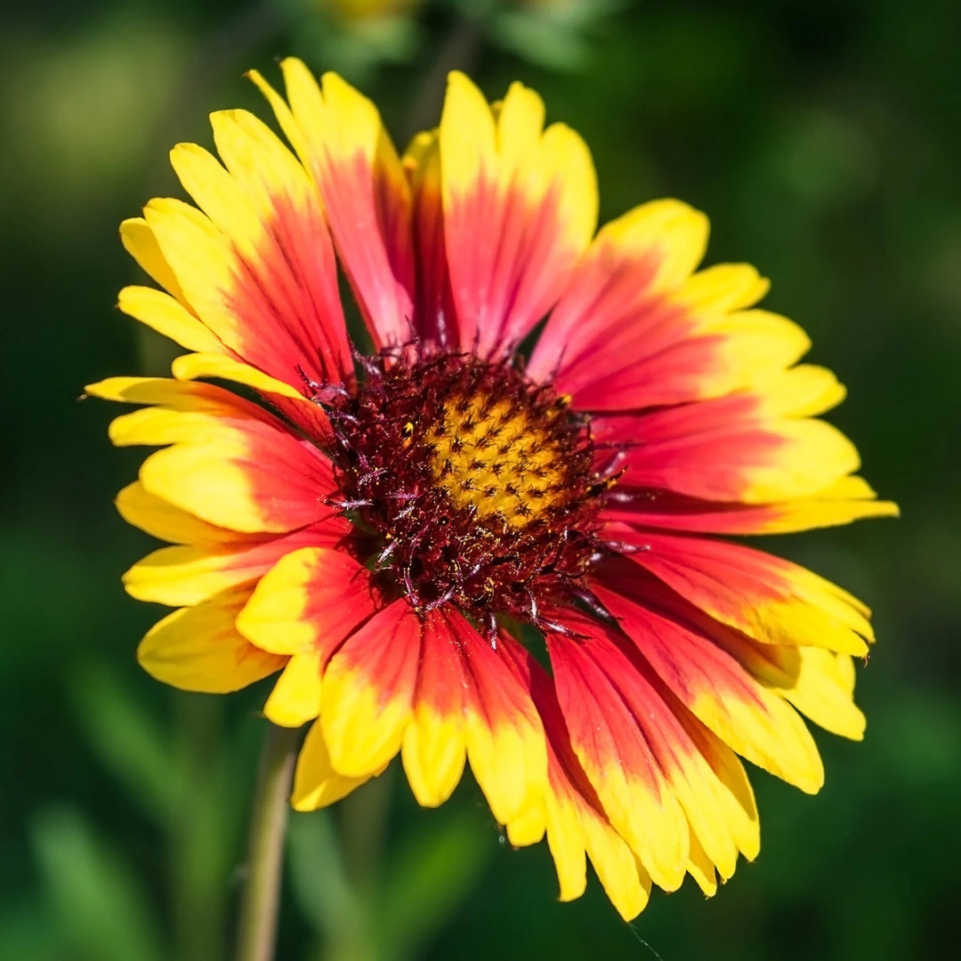 yellow red flower seeds
