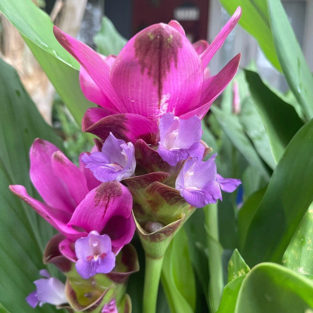 purple organic flower seeds