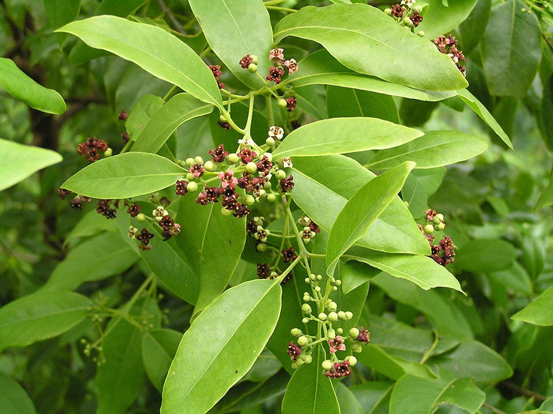 santalum album flower seeds