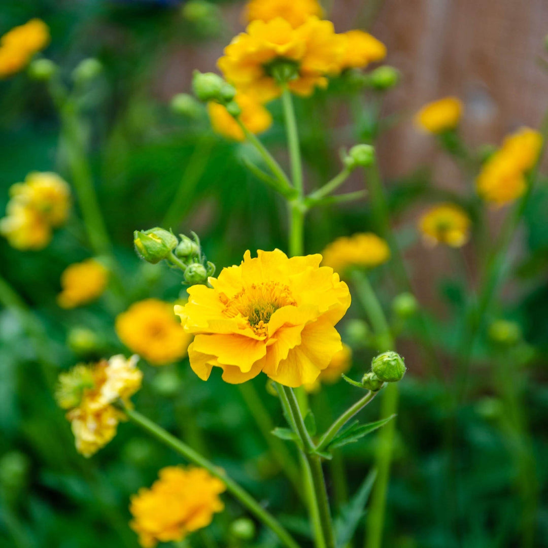 golden heirloom flower seeds