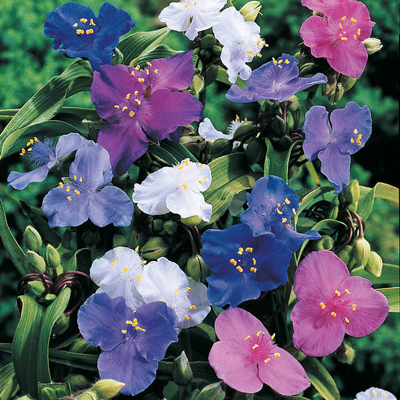 spiderwort shimmer flower seeds