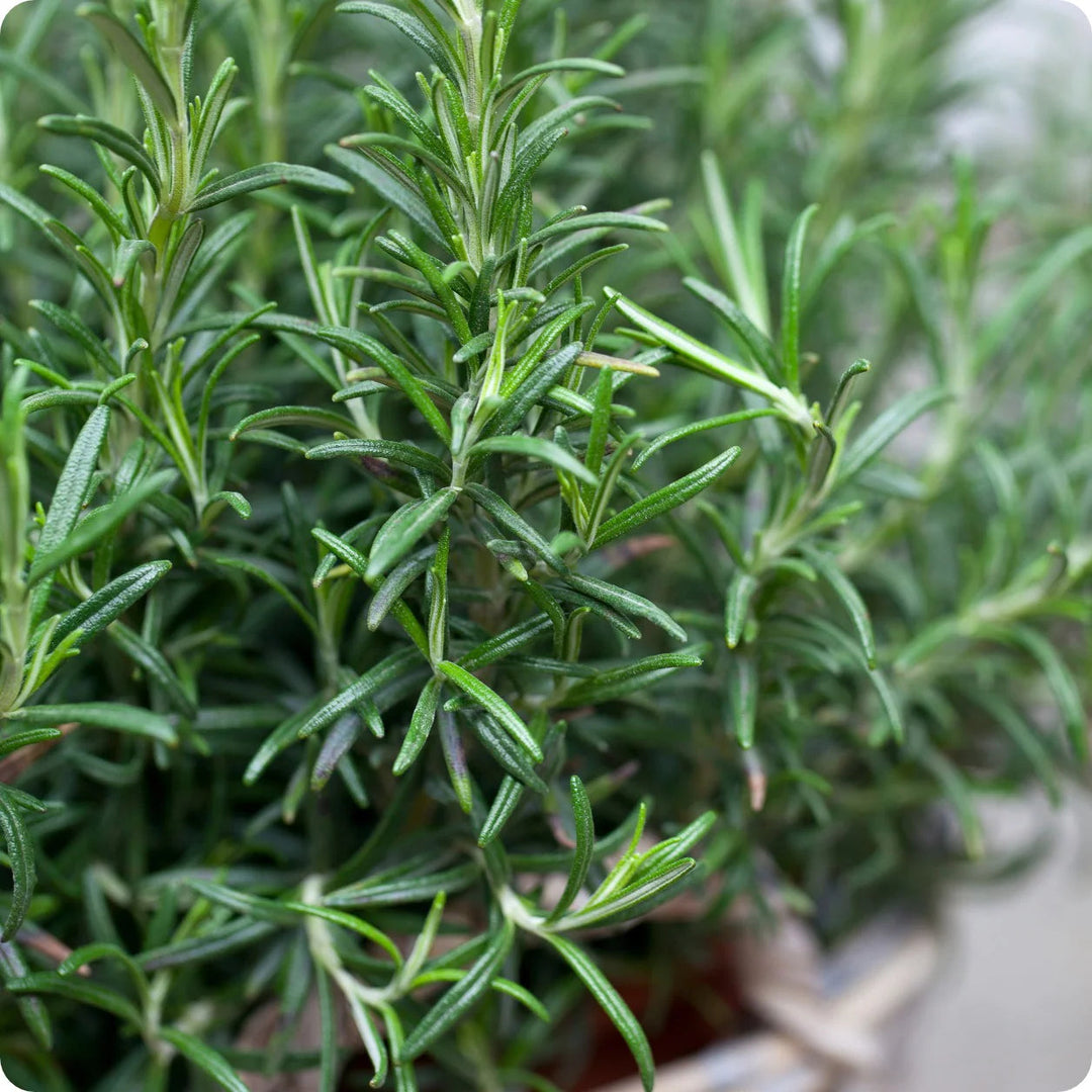 aromatic herb flower seeds