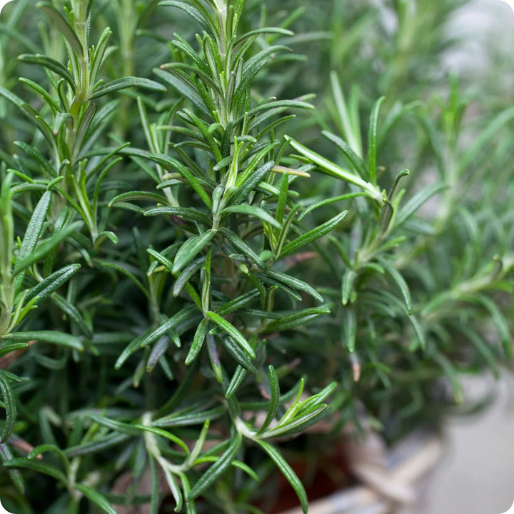 Aromatic Herb Rosemary Heirloom Non Gmo Planting Flower Seeds Home Garden Planting,