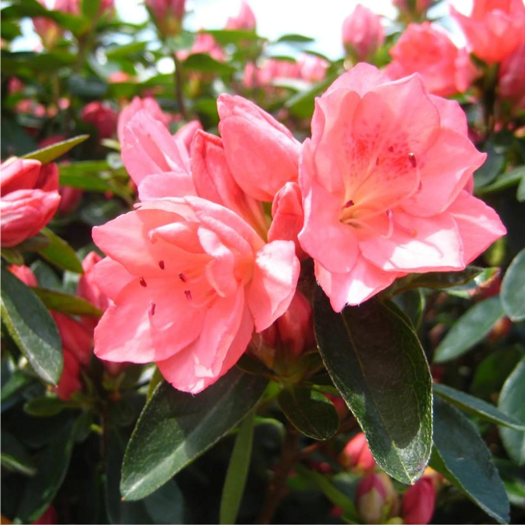 pink azalea flower seeds