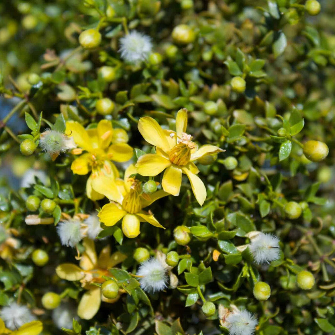 larrea tridentata flower seeds