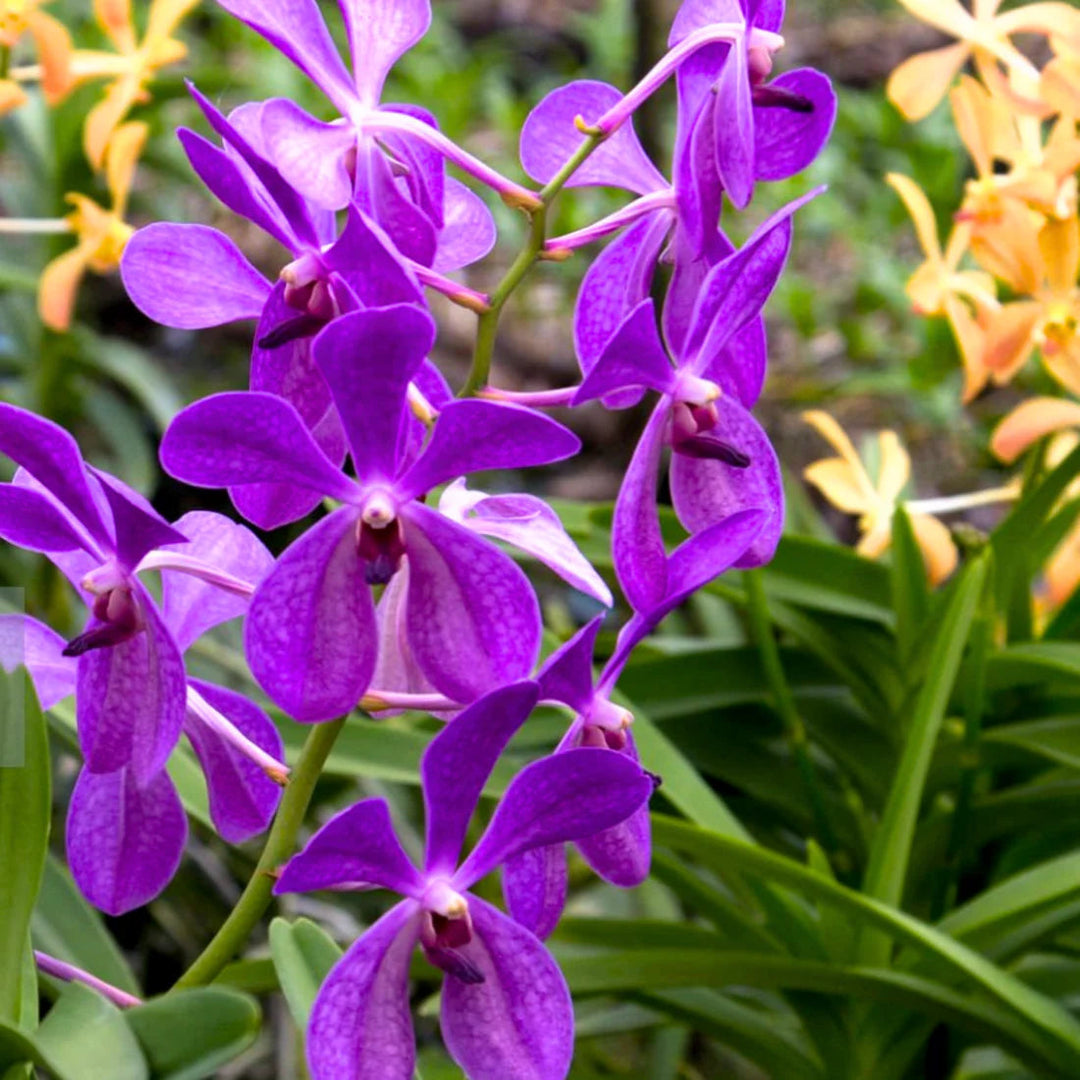 purple ascocentrum flower seeds