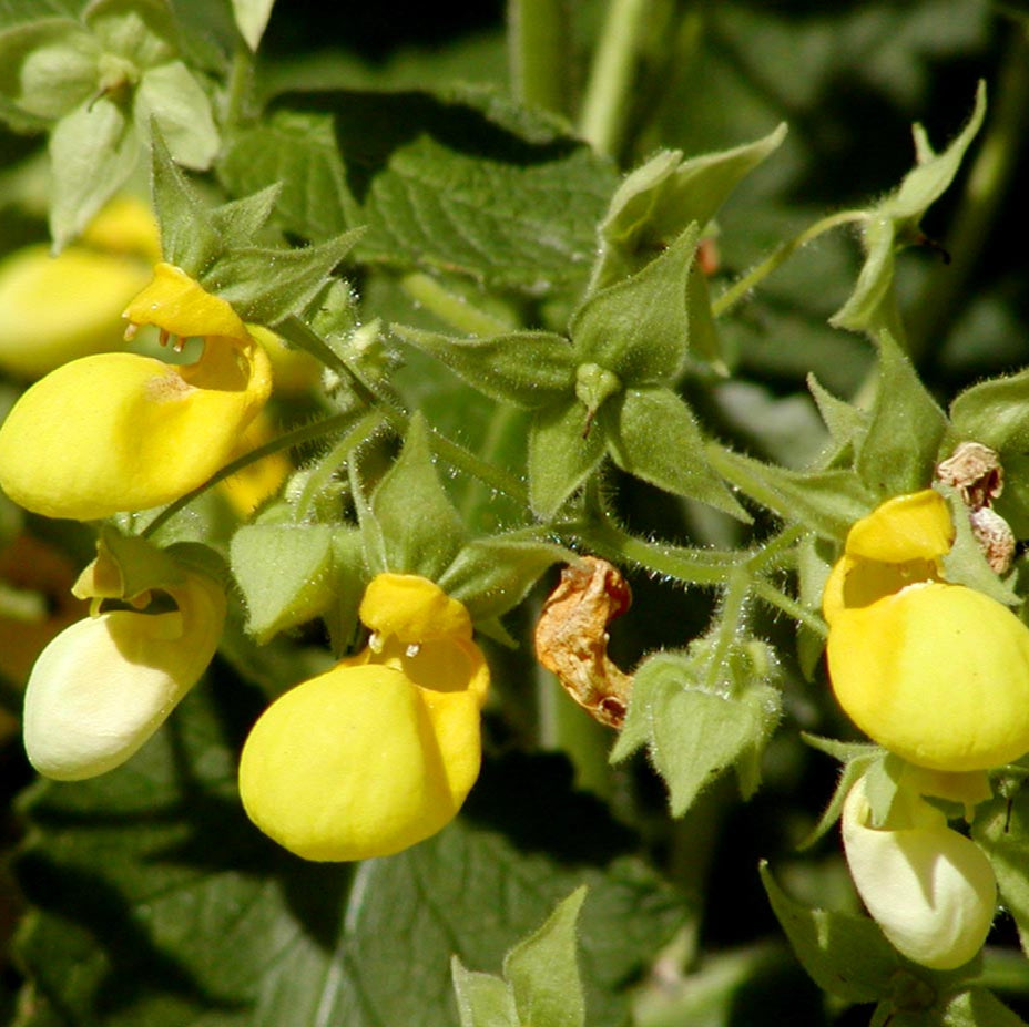 calceolaria plant flower seeds