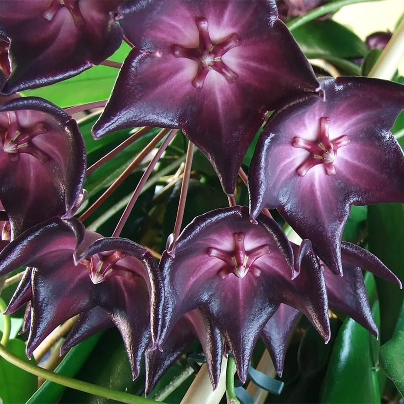 purple white flower seeds