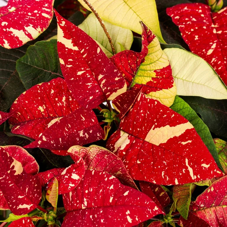 red white flower seeds