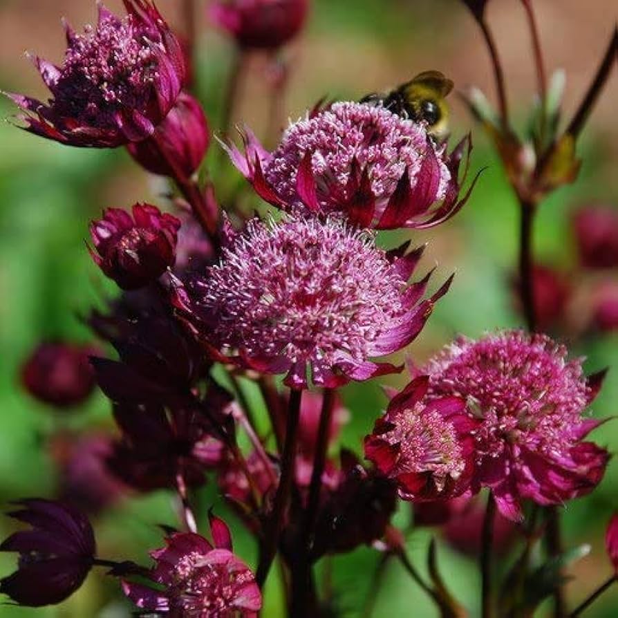 purple astrantia flower seeds