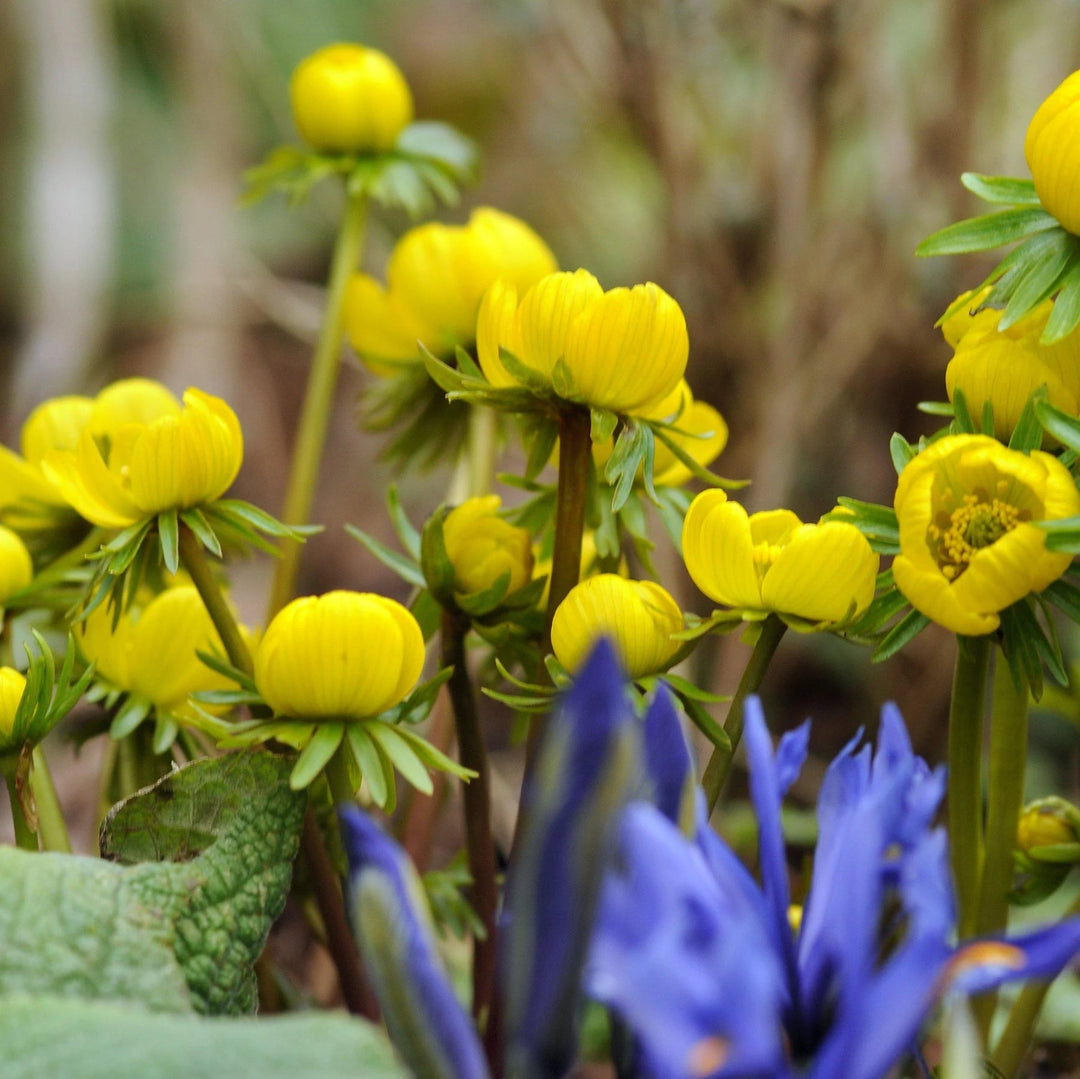 yellow heirloom flower seeds