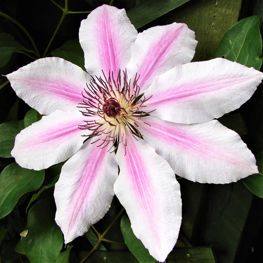 pink white flower seeds