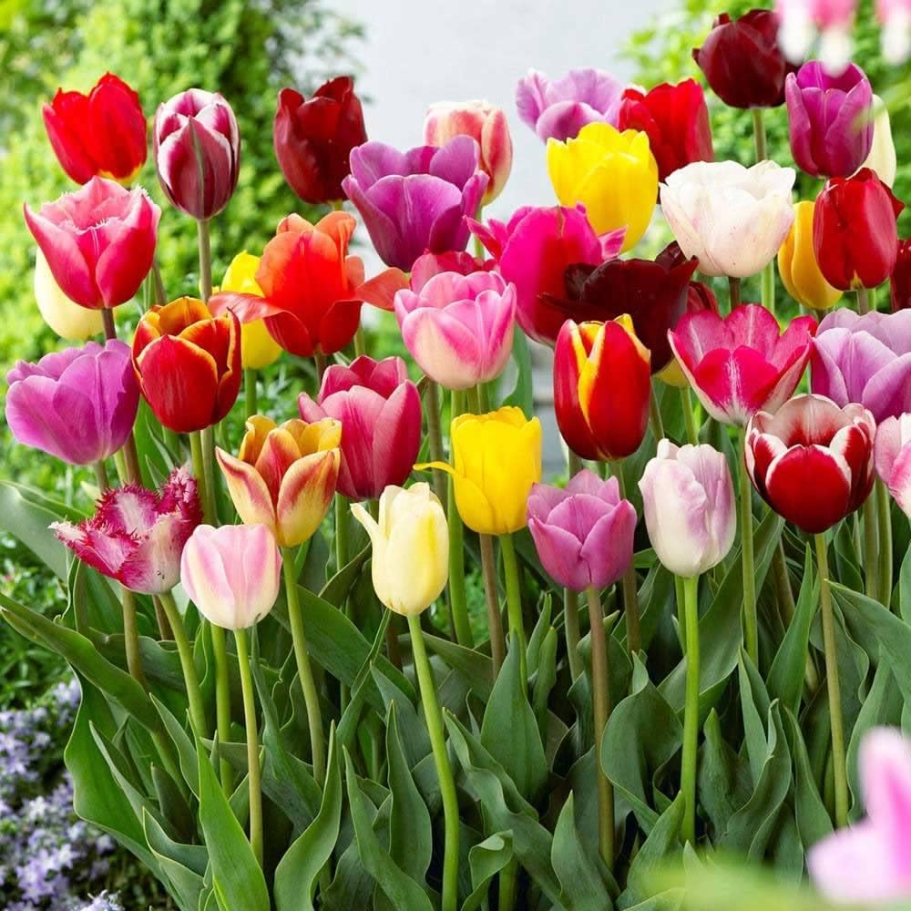 heirloom colorful flower seeds