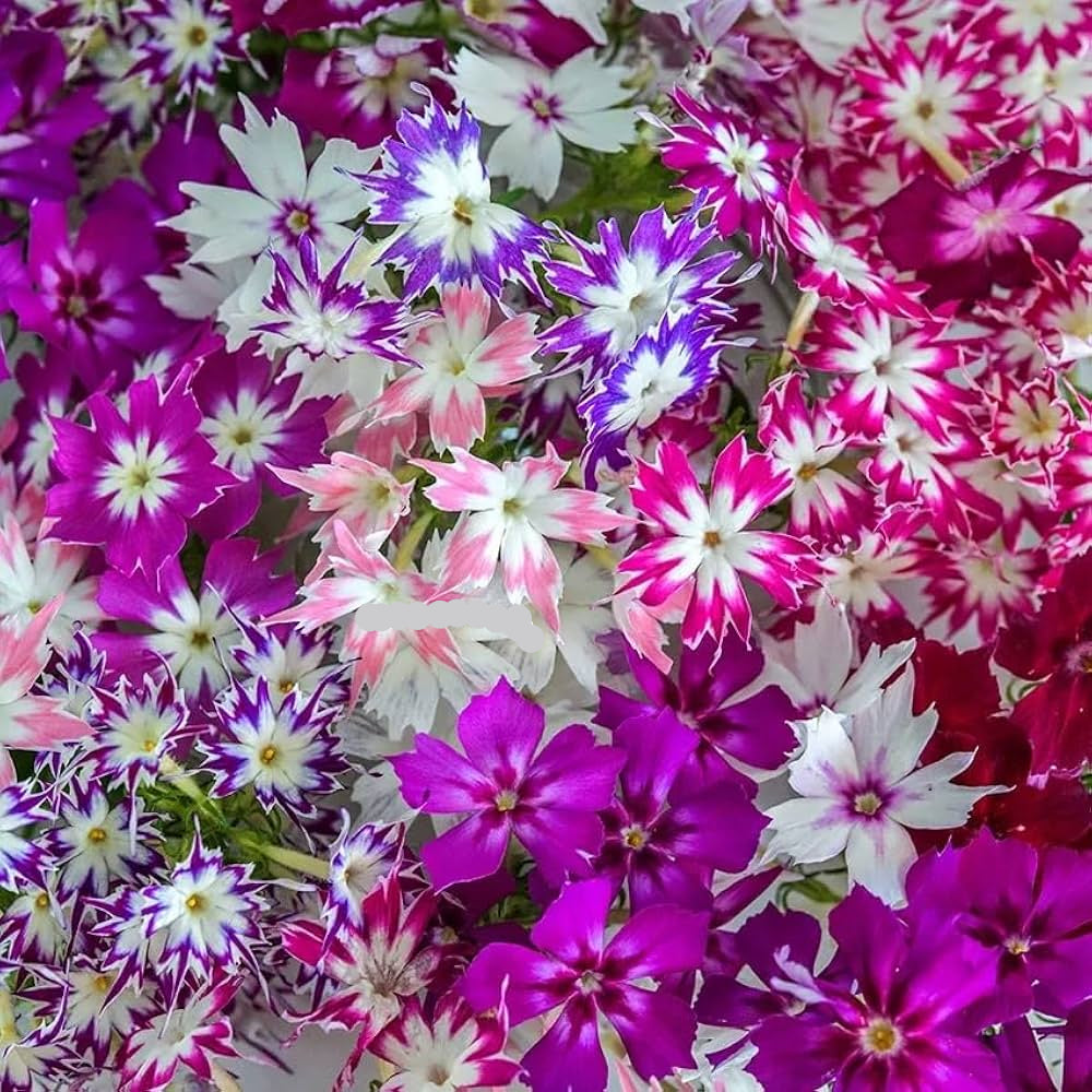 organic mixed flower seeds