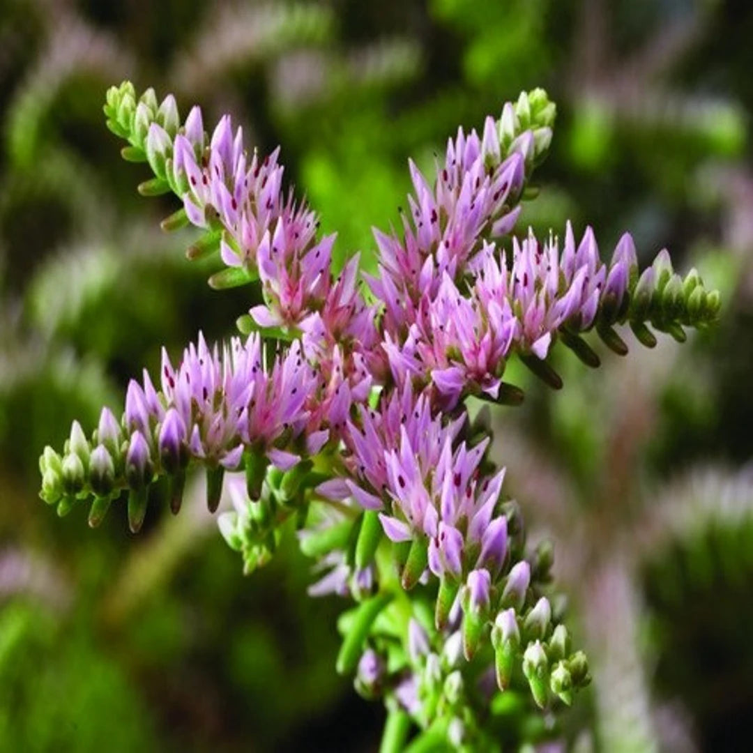 pink green flower seeds