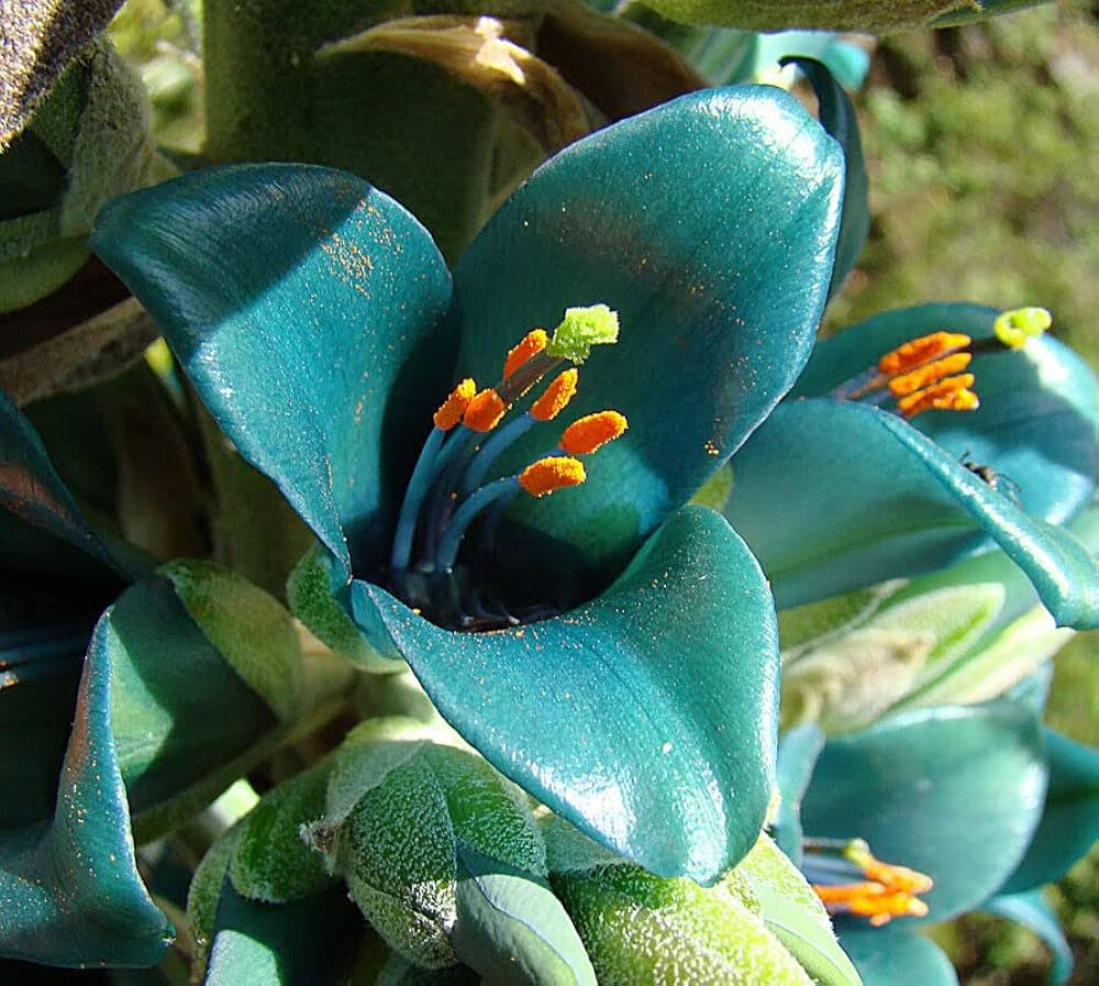 green blue flower seeds
