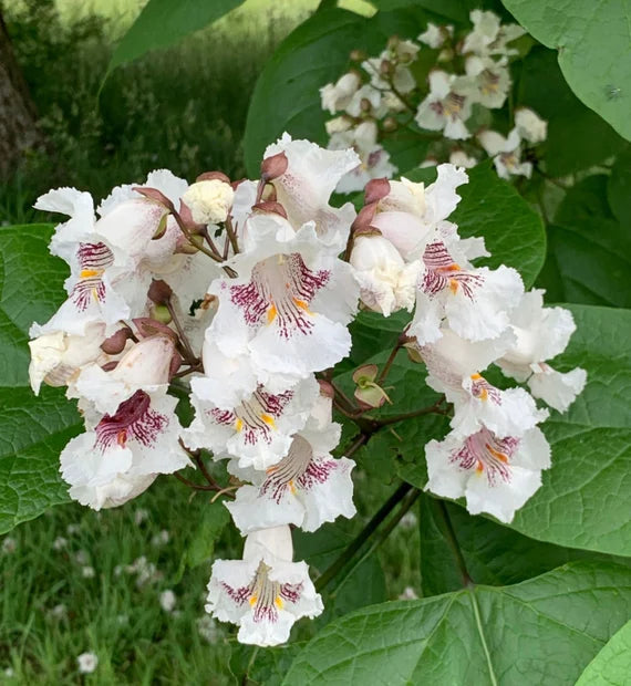 catalpa flower flower seeds
